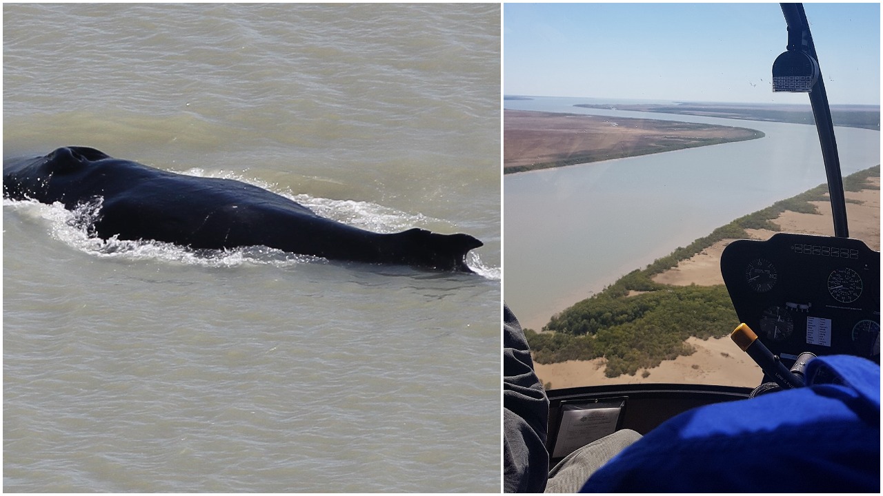 Peep These Humpback Whales Who Have Somehow Ended Up In The Bloody Kakadu National Park