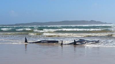 One Third Of The 270 Pilot Whales Currently Stranded In Tasmania Have Already Died