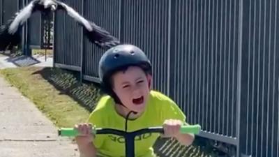 If You Want To Watch A Swooping Magpie Attempt Murder On A Small Child, Here’s Your Chance