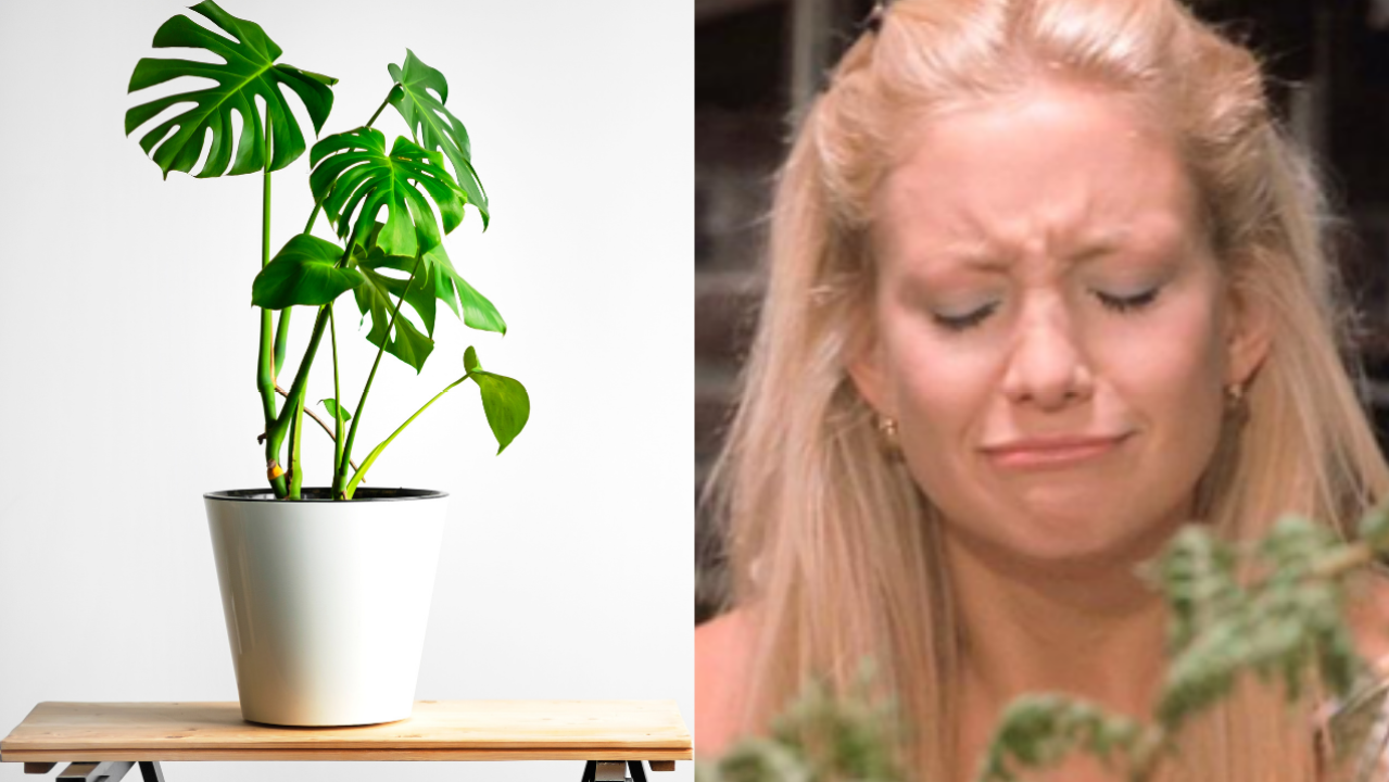 The Most Perfect Indoor Plants You Need If You’re A Negligent Mother Like Me