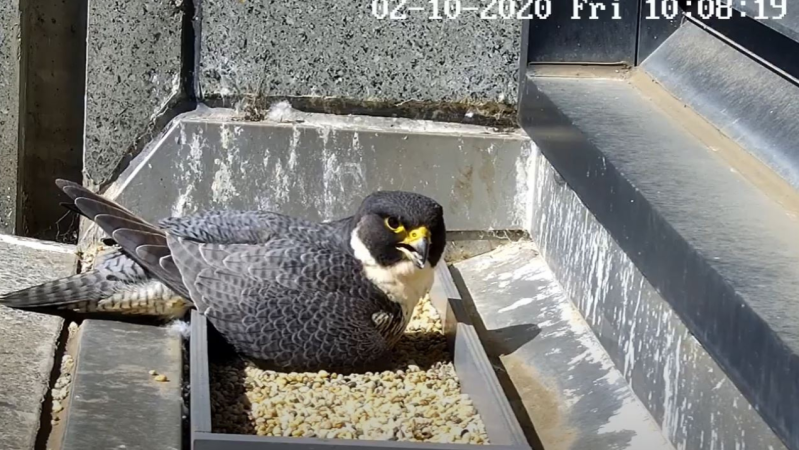 Melbourne’s Peregrine Falcon Family Have Hatched Three Wee Babs & The Livestream’s Goin Off
