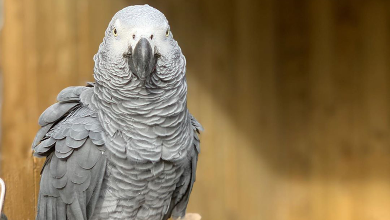Five Parrots At A British Zoo Were Separated After They Kept Encouraging Each Other To Swear