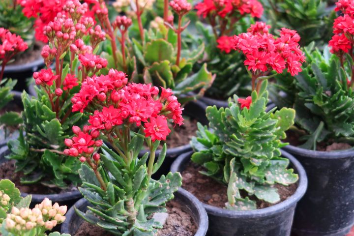 Kalanchoes Indoor House Plant