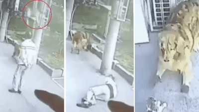 CCTV Footage Of A Dude Getting Knocked Out Cold By A Cat While His Dog Watches Has Gone Viral