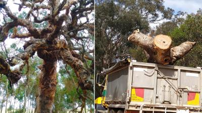 Sacred 350 Y.O Djab Wurrung Directions Tree Cut Down To Make Way For Highway Upgrade In VIC