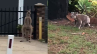 This Video Of A Kangaroo Biffing With A Koala Proves Some Aussie Stereotypes Are Actually Real