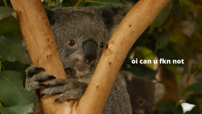 The Govt Is Somehow Justifying Clearing 52 Hectares Of Koala Habitat As A ‘Positive’ Thing