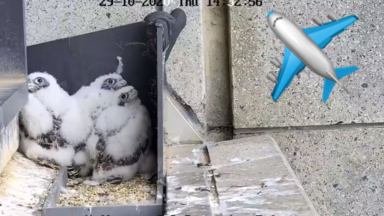 I Would Die For The Collins St Falcon Chicks Who Got Scared At The Sound Of An Aeroplane