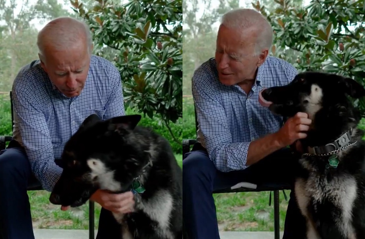 Joe Biden, German Shepherd