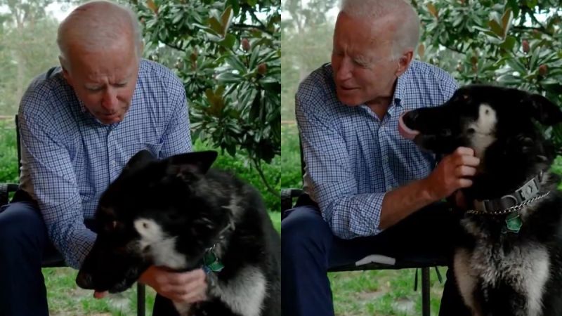 Joe Biden’s German Shepherd Major Is The First Rescue Dog To Live In The White House