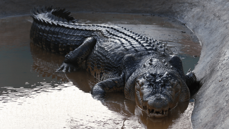 Luxe Brand Hermès Has Bought 376 Acres Of NT Farmland To Turn Into A Massive Crocodile Farm