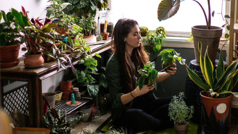 What Your House Plant Of Choice Says About The Chaos You’re Trying To Conceal In Your Life
