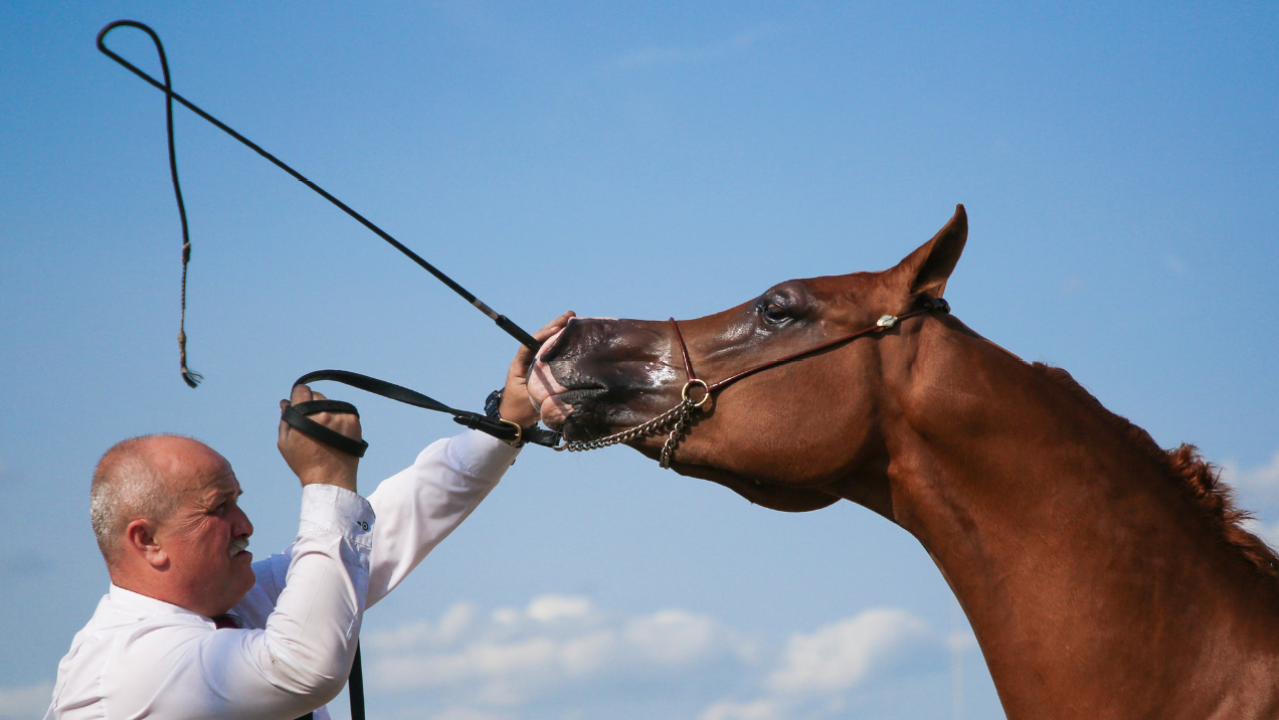 A Landmark Study Finds Horses Feel The Pain Of A Whip Exactly As Humans Would