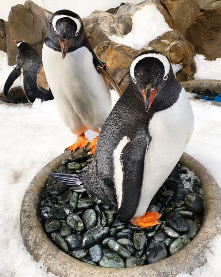 Melbourne Penguins