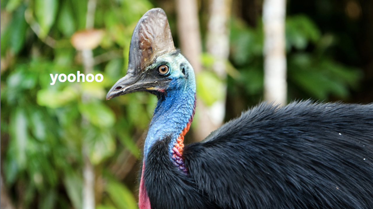 Someone Fire All Of My High School Teachers Because I Only Just Found Out Cassowaries Exist