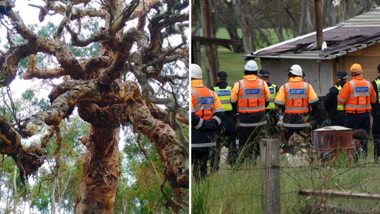 HUGE: The Supreme Court Has Granted Protection Of The Djab Wurrung Trees Until February 2021
