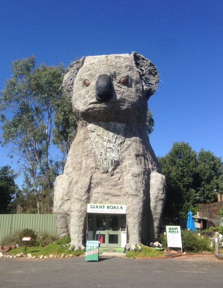 Big Koala