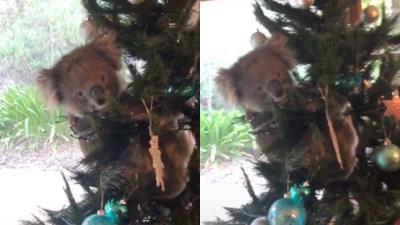 If It Isn’t This Koala Invading An SA Family’s Christmas Tree, I Don’t Want To Hear About It