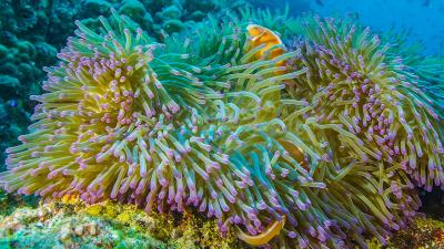 In A World First, The Great Barrier Reef’s Annual Spawning Event Is Being Live-Streamed Tonight