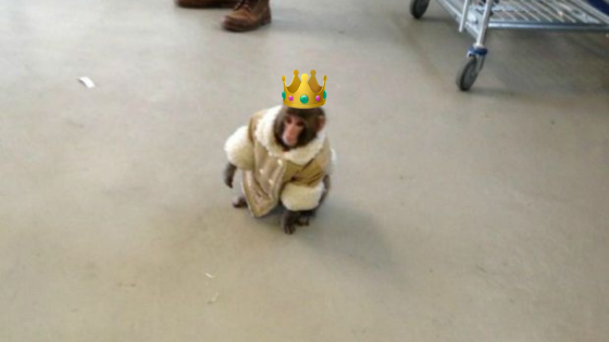 It’s Been Eight Whole Years Since The IKEA Monkey Blessed Us With His Immaculate Drip