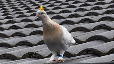 The Australian Government Have Decided Not To Murder Our Pal Joe The Pigeon, So Thank Coo