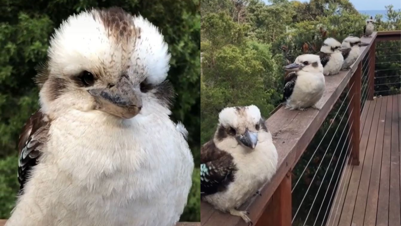 Please Direct Your Beaks Towards This Wholesome TikToker Who Is Visited By Kookaburras Daily