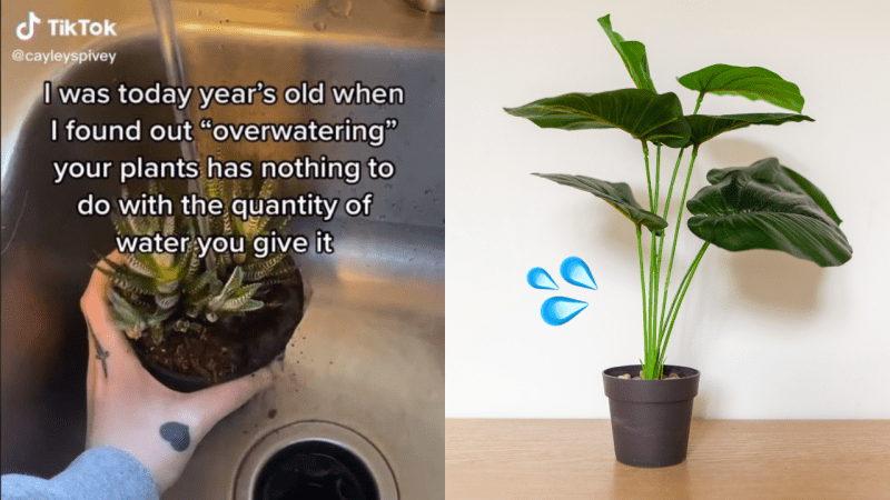 Attention Plant Bitches, Turns Out Your Preconceived Idea Of ‘Overwatering’ Is Dead Wrong