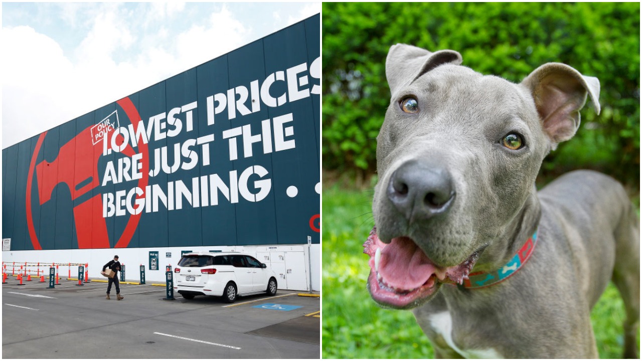 There Are Calls To Ban All Dogs From Bunnings After An Unleashed Pit Bull Killed A Pup In-Store