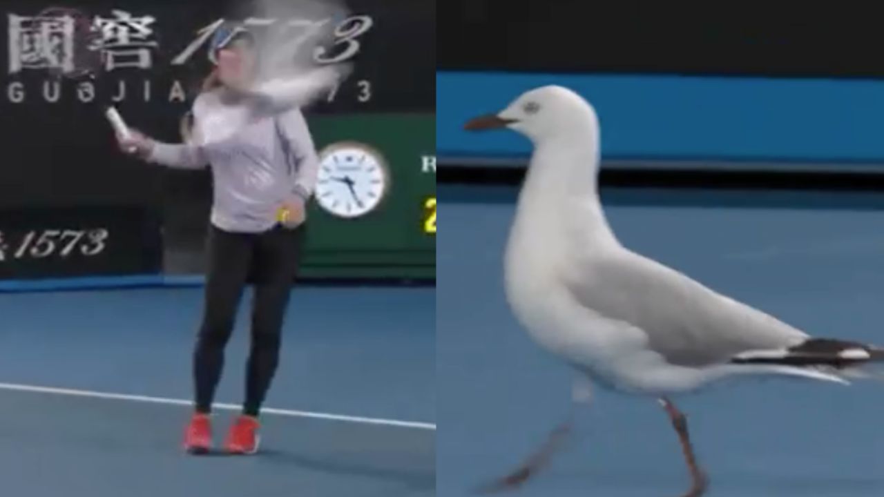 A Fuck-Tonne Of Seagulls Invaded The Tennis Last Night To Find Food & Drop Big Shits