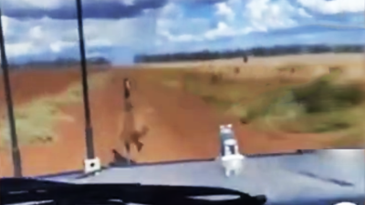 A 16-Year-Old Queensland TikToker Allegedly Ran Over An Emu & Shared The Footage For Clout
