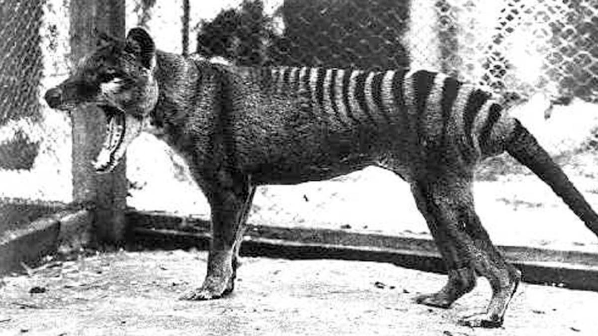 possible thylacine sighting tasmania
