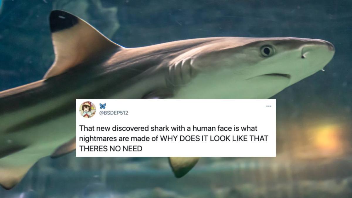 mutant shark human face cursed