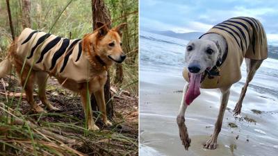 Perhaps These Thylacine Dog Coats Will Take Yr Mind Off The Latest Tasmanian Tiger False Alarm