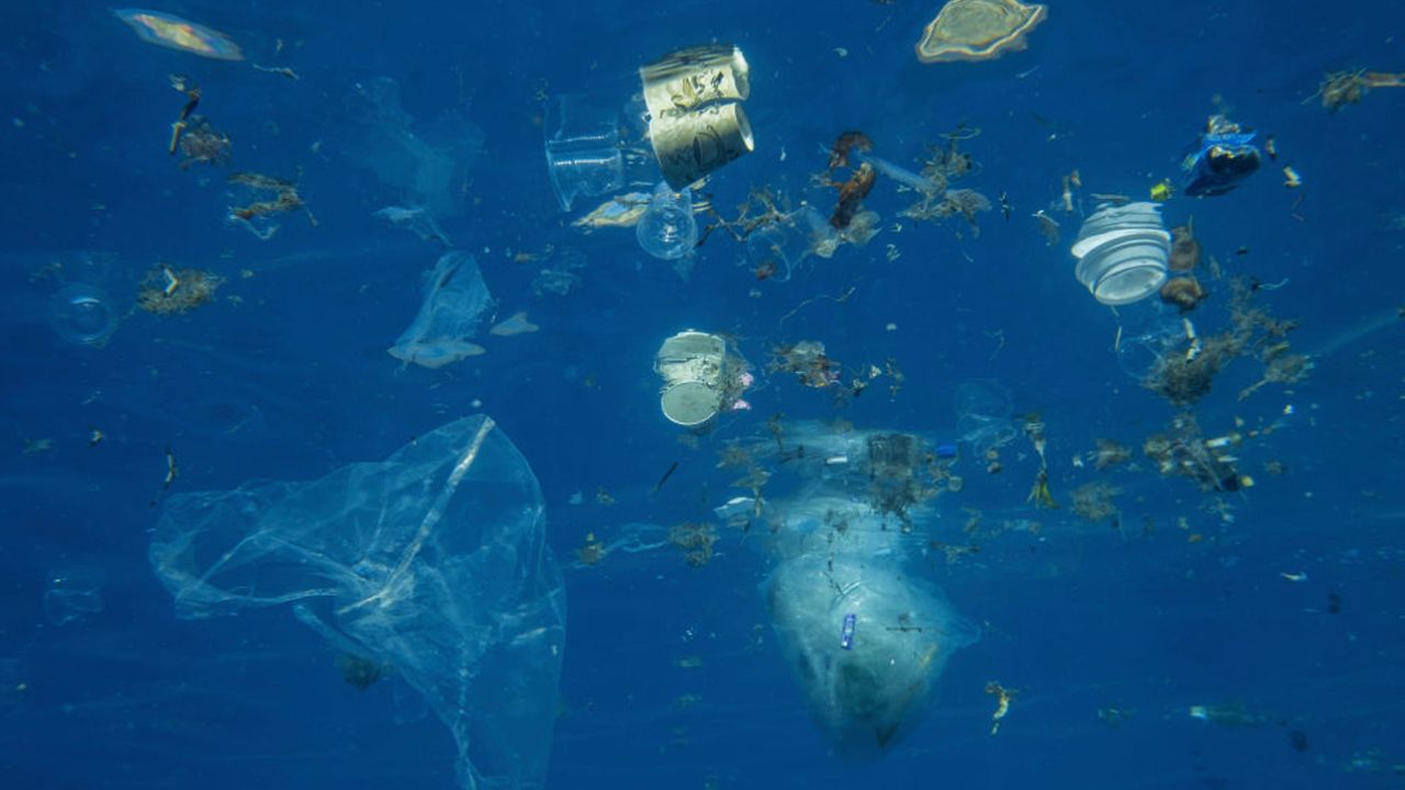 Victoria Will Ban Single-Use Plastics By 2023 Which Is Great News For Our Little Ocean Friends
