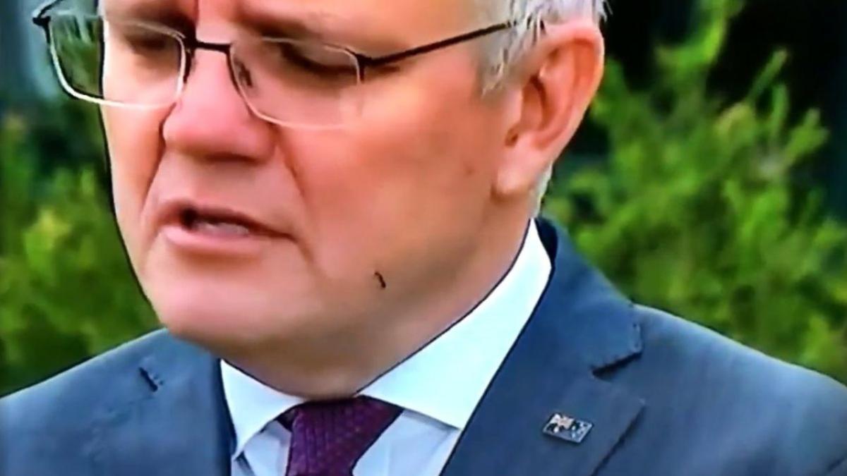 Scott Morrison And The Ant