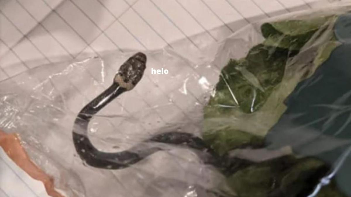 snake lettuce aldi