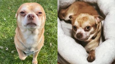 That Viral Man-Hating, Children-Hating, Neurotic, Demonic Chihuahua Finally Got Adopted