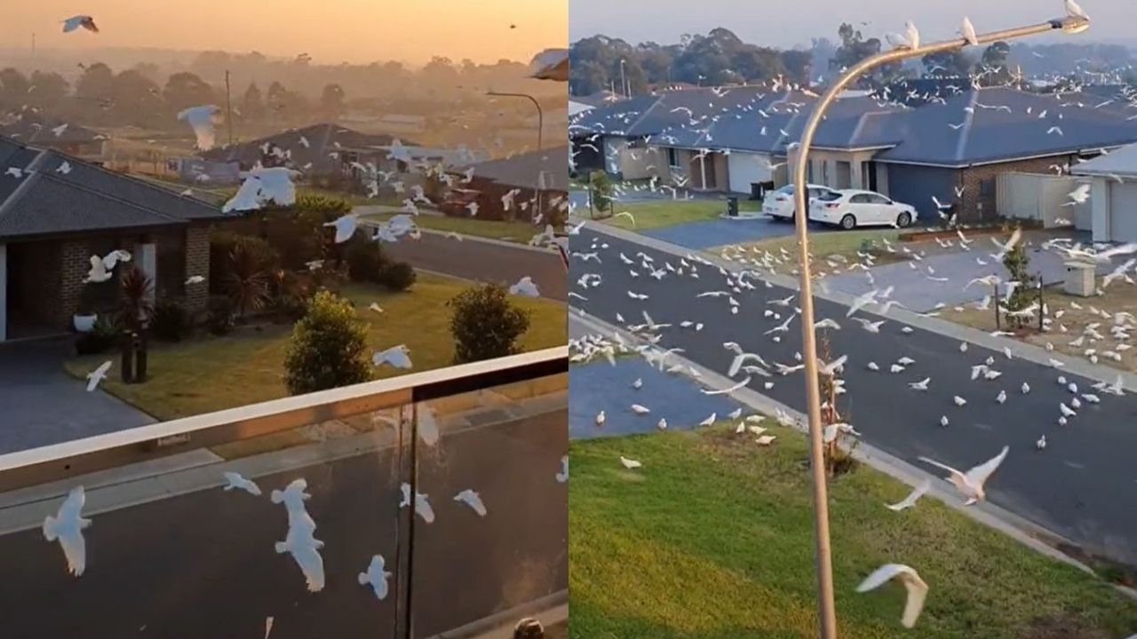 This Aussie TikToker Was Swarmed By Birds From Dusk Till Dawn And The Vid Is Truly Apocalyptic