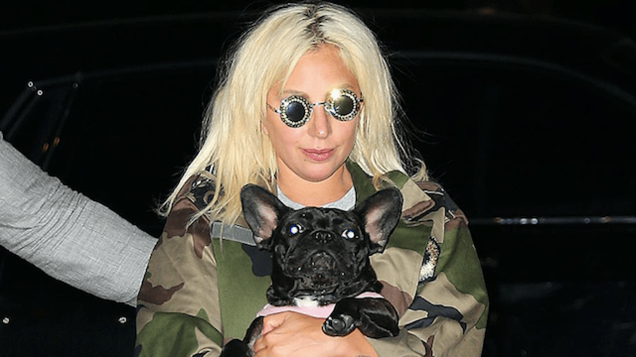 5 Arrested In Vile Kidnapping Plot Of Lady Gaga’s French Bulldogs That Saw Her Dog Walker Shot