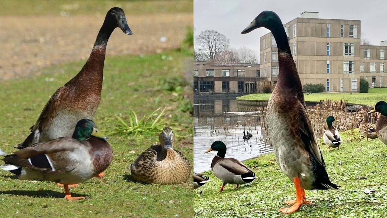The Internet Is In A Flap About Long Boi, The Insta-Famous Duck & Absolutely Hulking Unit