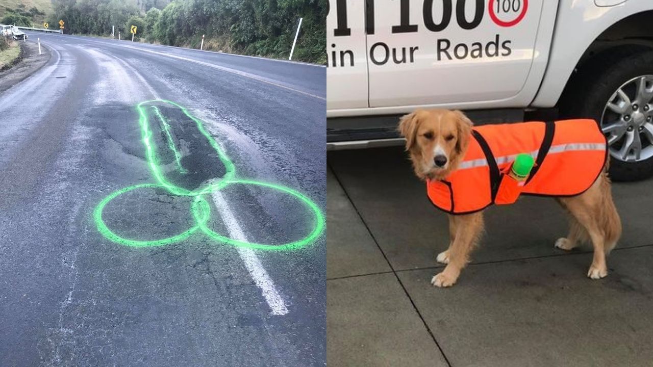 Shoutout To This Kiwi And His Hi-Viz Pup Who Paint Dicks Over Potholes To Get Them Filled In