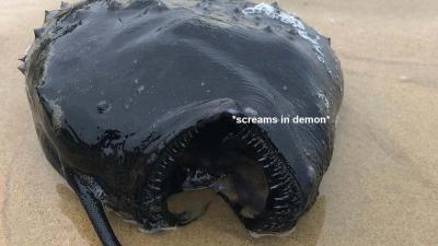 A Rare Anglerfish Washed Up In The US And Put That Thing Back Where It Came From Or So Help Me