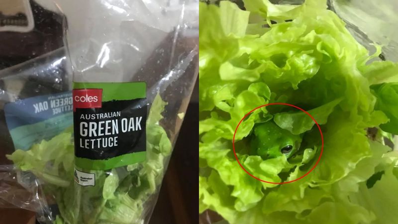 A QLD Teen Just Found A Frog In Her Coles Lettuce Bag & Really, Right In Front Of My Salad?