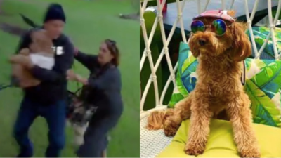 Two Grown-Ass Adults Got Into A Biff At A Sydney Park Over Who Owned An Insta-Famous Cavoodle
