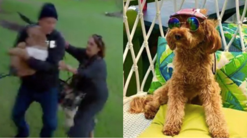 Two Grown-Ass Adults Got Into A Biff At A Sydney Park Over Who Owned An Insta-Famous Cavoodle