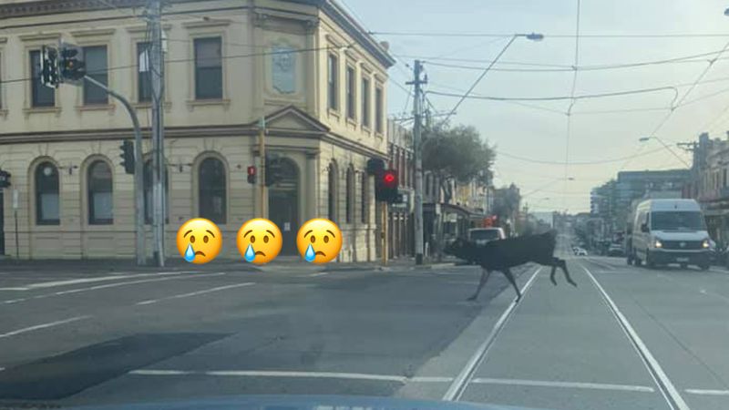 RIP: The Cheeky Deer Who Went For A Chaotic Stroll Through Fitzroy Has Sadly Been Euthanised