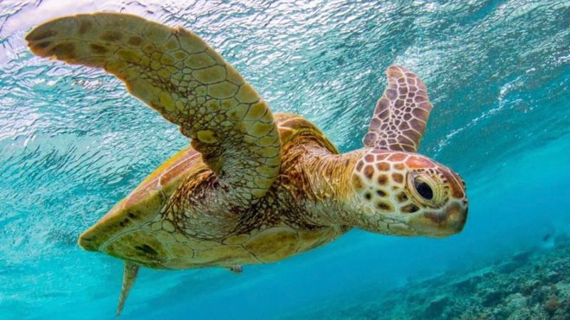 These Southern Great Barrier Reef Experiences Let You Swim With Baby Turtles & Cuddle Some Cows
