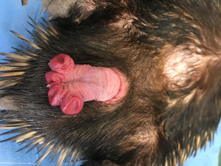 Aussie Scientists Have Discovered That Echidnas Have Massive Dicks And Cum Out Of Two Holes
