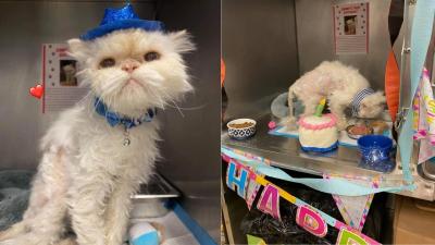A Shelter Threw A Bday Party For A 19 Y.O Cat That Got Removed From His Owner So Brb, Sobbing