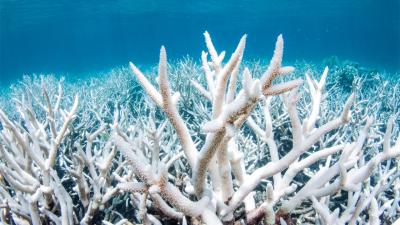 The Govt Is Wasting Time Fighting UNESCO Over Listing The Great Barrier Reef As ‘In Danger’
